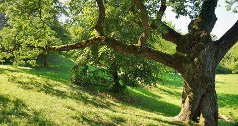 Las bases del coaching